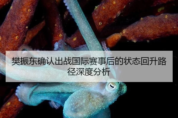 樊振东确认出战国际赛事后的状态回升路径深度分析